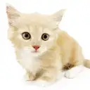 マンチカン