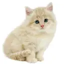 サイベリアン