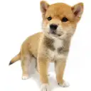 柴犬