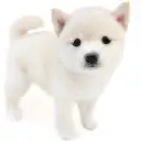 豆柴