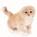 スコティッシュフォールド