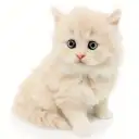 サイベリアン