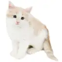 ノルウェージャンフォレストキャット