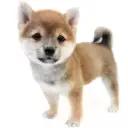 豆柴