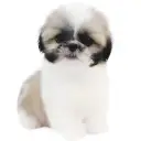 シーズー
