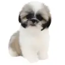 シーズー