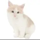 ノルウェージャンフォレストキャット