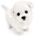 ビションフリーゼ