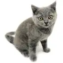 ブリティッシュショートヘア