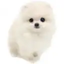 ポメラニアン