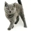 ブリティッシュショートヘア