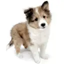 シェットランドシープドッグ