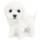 ビションフリーゼ