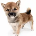 豆柴
