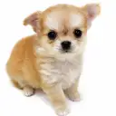 チワワ