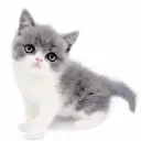 ブリティッシュショートヘア