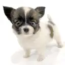 パピヨン