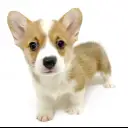 ウェルシュコーギーペンブローク