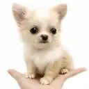 チワワ