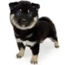 柴犬