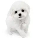 ビションフリーゼ