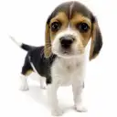ビーグル