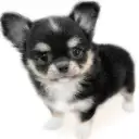 チワワ