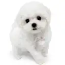ビションフリーゼ