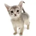 アビシニアン