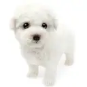 ビションフリーゼ