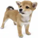 豆柴