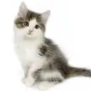 ノルウェージャンフォレストキャット