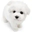 ビションフリーゼ