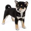 豆柴