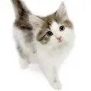ノルウェージャンフォレストキャット