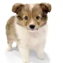 シェットランドシープドッグ