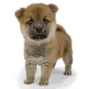 柴犬