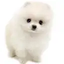 ポメラニアン