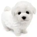ビションフリーゼ