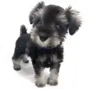 ミニチュア・シュナウザー