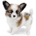 パピヨン