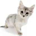 ソマリ