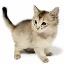 ソマリ