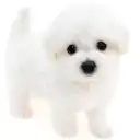 ビションフリーゼ