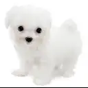 マルチーズ