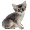 ソマリ