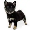 柴犬
