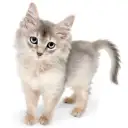 ソマリ