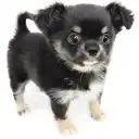 チワワ