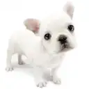 フレンチブルドッグ